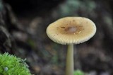 Amanita amerifulva image