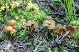 Kuehneromyces lignicola image