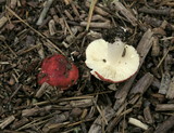 Russula silvicola image