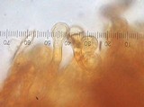 Flammulaster erinaceellus image