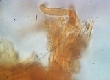 Flammulaster erinaceellus image