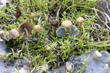 Psilocybe montana image