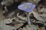 Cortinarius iodes image