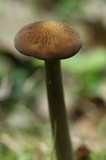 Hymenopellis furfuracea image