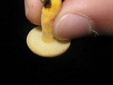 Lactifluus hygrophoroides image