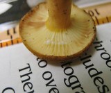 Lactifluus hygrophoroides image