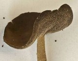 Helvella dissingii image