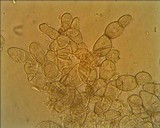 Helvella dissingii image