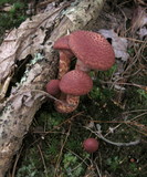 Suillus spraguei image