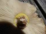 Amanita flavorubens image