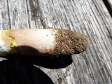 Amanita flavorubens image