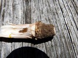 Amanita flavorubens image