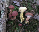 Suillus spraguei image