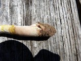 Amanita flavorubens image