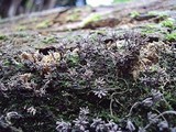 Arcyria cinerea image