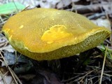 Xanthoconium affine image