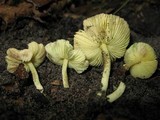 Leucoagaricus viridiflavoides image