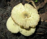 Leucoagaricus viridiflavoides image