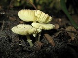 Leucoagaricus viridiflavoides image