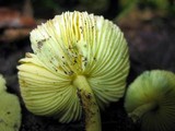 Leucoagaricus viridiflavoides image
