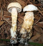 Austroboletus subflavidus image