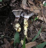 Gomphidius oregonensis image