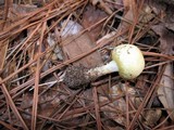 Agaricus auricolor image
