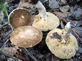 Xanthoconium affine image