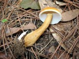 Gyroporus castaneus image