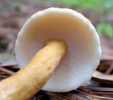 Gyroporus castaneus image