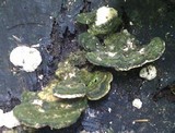 Trametes gibbosa image