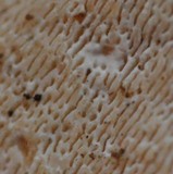 Trametes gibbosa image