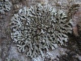 Phaeophyscia orbicularis image