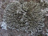 Phaeophyscia orbicularis image