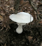 Amanita polypyramis image