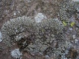 Phaeophyscia orbicularis image