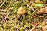 Inocybe praetervisa image