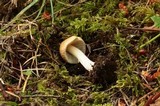 Inocybe praetervisa image