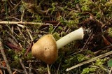 Inocybe praetervisa image