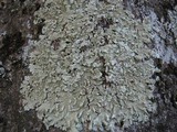 Flavoparmelia soredians image