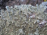 Flavoparmelia soredians image