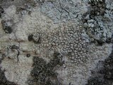 Pertusaria heterochroa image