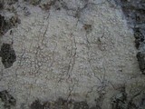 Pertusaria heterochroa image