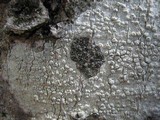 Pertusaria heterochroa image