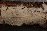 Gloeohypochnicium analogum image