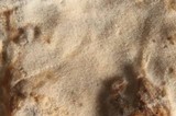 Gloeohypochnicium analogum image