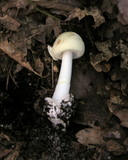 Amanita citrina f. lavendula image
