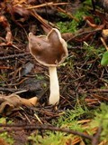 Helvella compressa image