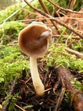Helvella compressa image