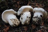 Hygrophorus subalpinus image
